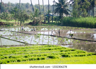 Mysore Karnataka Paddy Agriculture Land Farmers Stock Photo 1332306278 ...