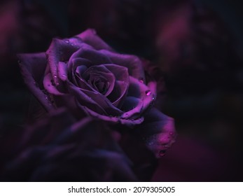 Misteriosa rosa violeta oscura