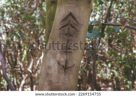 A mysterious and ancient symbol is etched into the bark of a tree in this captivating photo. The enigmatic design features a vertical line with two arrow-like triangles at each end, hinting at possibl