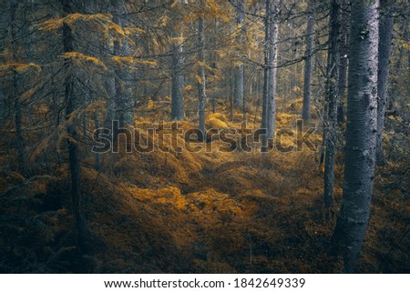 Similar – Image, Stock Photo the beginning of the end | in the forest on old tracks