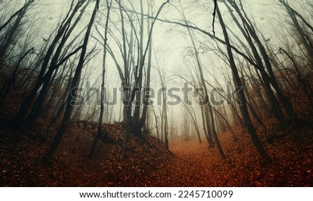 Similar – Image, Stock Photo edge of the forest Autumn