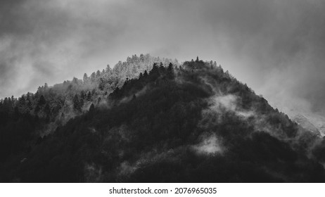 Mysterious black mountain forest in the mist

