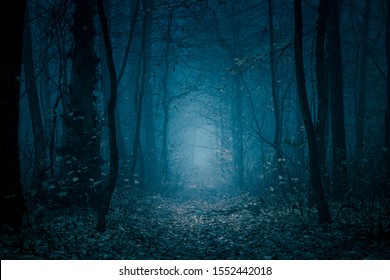 Mysterious, blue-toned forest pathway. Footpath in the dark, foggy, autumnal, cold forest among high trees.