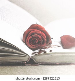 mysterious  book with a bloody rose resting on the pages
