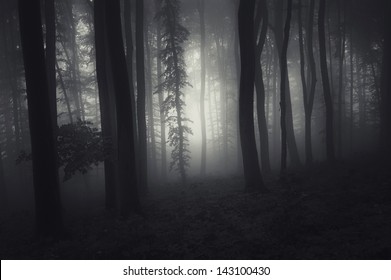 Mysterious Dark Forest With Black Trees