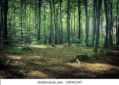 Mysterious Dark Forest Near Rzeszow, Poland