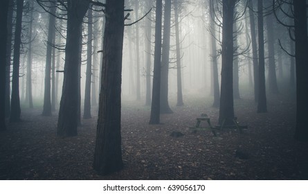 Mysterious Dark Old Forest Fog Sintra Stock Photo 639056170 | Shutterstock