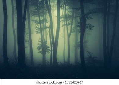 Mysterious Dark Woods Fantasy Landscape Stock Photo 1531420967 ...