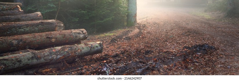 Mysterious evergreen forest in a fog. Mighty pine trees, moss, plants. Tree logs (firewood) close-up. France, Europe. Atmospheric autumn landscape. Ecology, nature, deforestation, lumber industry - Powered by Shutterstock