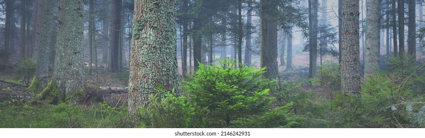 Mysterious evergreen forest in a fog. Mighty pine trees, moss, fern, plants. France, Europe. Dark atmospheric autumn landscape. Panoramic scenery. Ecotourism, ecology, seasons, nature. Fantasy, magic