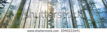 Mysterious evergreen forest in a fog. Mighty pine trees. France, Europe. Dark atmospheric autumn landscape. Panoramic scenery. Ecotourism, ecology, seasons, nature. Fantasy, magic