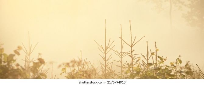 Mysterious evergreen forest at sunrise. Golden sunlight, sunbeams, fog, haze. Pine and fir trees close-up. Light flowing through the tree trunks. Picturesque scenery. Idyllic landscape. Pure nature