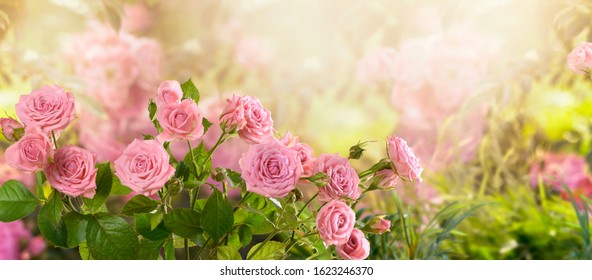 Mysterious Fairy Tale Spring Floral Wide Panoramic Banner With Fabulous Blooming Pink Rose Flowers Summer Fantasy Garden On Blurred Sunny Bright Shiny Glowing Background And Copy Space