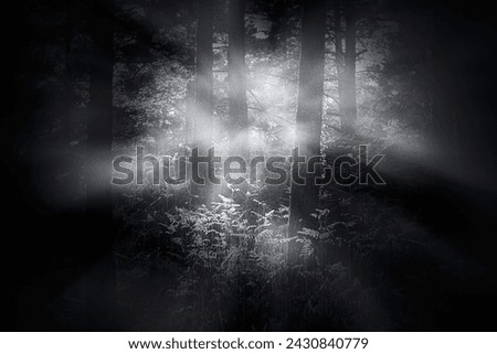 Similar – Image, Stock Photo Many shadows Tree Forest