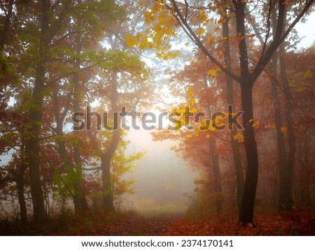 Mysterious foggy forest, colorful foliage, leafs,fog,tree trunks, gloomy autumn landscape. Eastern Europe. 