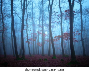 Mysterious foggy forest, oak trees, foliage, leafs,fog,tree trunks, gloomy landscape. Eastern Europe. 
