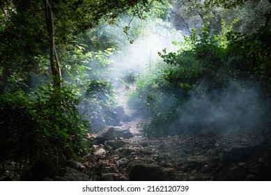 Mysterious, foggy forest pathway. Ida Mountain( Kazdaglari) National Park.