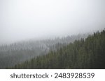 Mysterious and foggy forest scenery