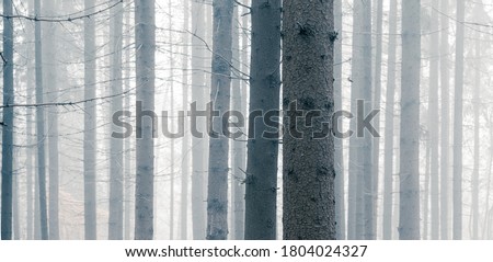 Mysterious foggy spruce forest. Tree trunks at woodland. Wide angle panoramic view.