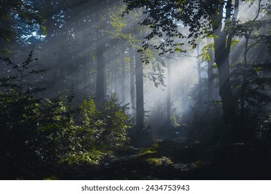 mysterious forest in fog with sunbeams
 - Powered by Shutterstock