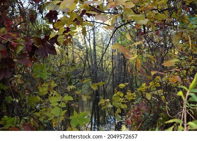 A Mysterious Forest Lake Visible Through The Lace Of Thin Twigs With Elegant Autumn Leaves. Horizontal Photography.