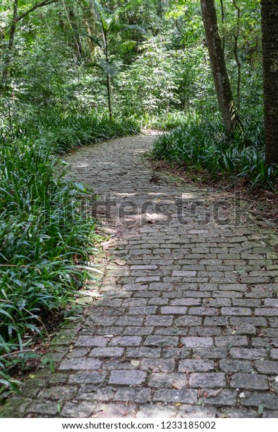 Mysterious Forest Path Inside Forest Stock Photo Edit Now