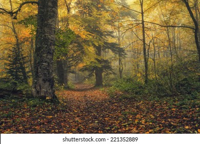 2,271,311 Old Forest Images, Stock Photos & Vectors 