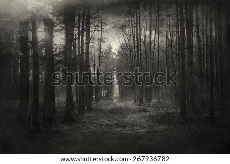 Mysterious forest, with a vintage/painting effect.