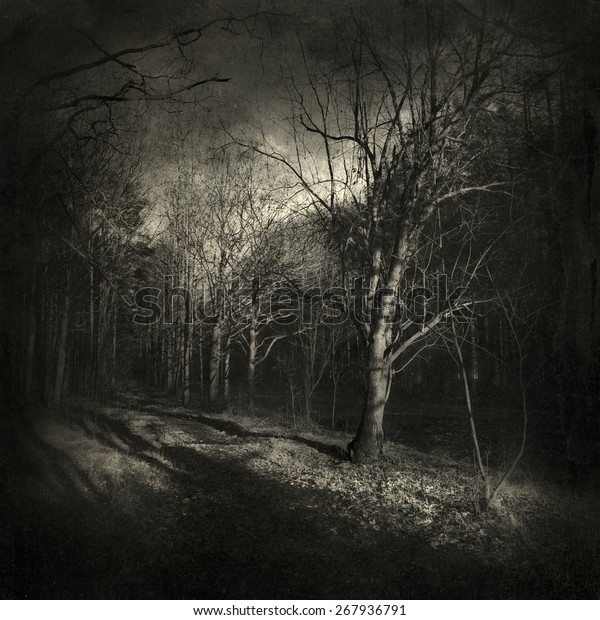 Mysterious Forest Vintagepainting Effect Stock Photo Edit Now