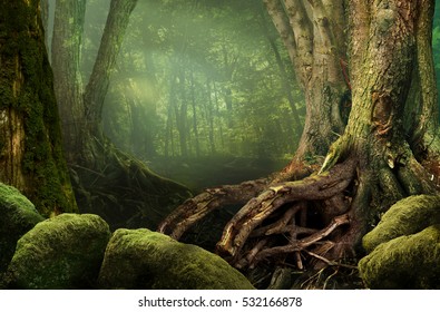 Mysterious Forest, Weird Trees, Roots And Mossy Rocks