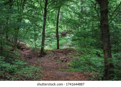 Mysterious hiking path full of roots in the middle of wooden forest, surrounded by green bushes and leaves and ferns found in Rám-Szakadék, Pilis, Hungary - Shutterstock ID 1741644887