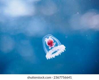 The mysterious Immortal jellyfish are said to live forever and Jellyfish Riders.
					
					HIRIZO Beach, Nakagi, South IZU, Kamo-gun, Izu Peninsula, Shizuoka, Japan,
					Photo Taken September 24, 2023.
					In underwat