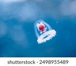 The mysterious Immortal jellyfish (Turritopsis nutricula) are said to live forever and Jellyfish Riders.
Hirizohama beach, Nakagi, Minami-Izu, Izu Peninsula, Shizuoka pref, Japan.
Sep. 2023
