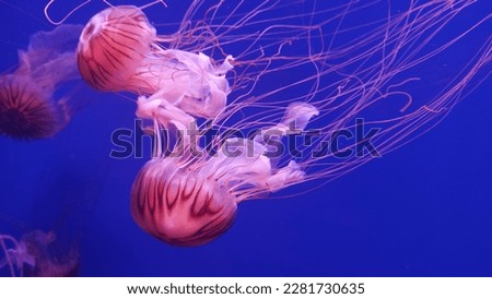 Mysterious jellyfish in neon glow