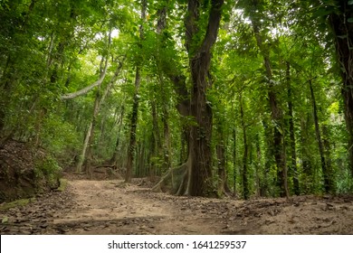 Mysterious Jungle Trek Through The Rainforest, Wide Angle View