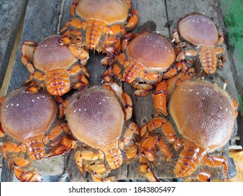 The Mysterious Kona Crab And Its Sustainable Fishery

