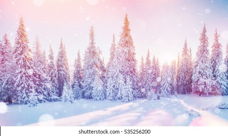 Mysterious landscape majestic mountains in winter. Magical snow covered tree. Photo greeting card. Bokeh light effect, soft filter. Carpathian Ukraine. - Shutterstock ID 535256200