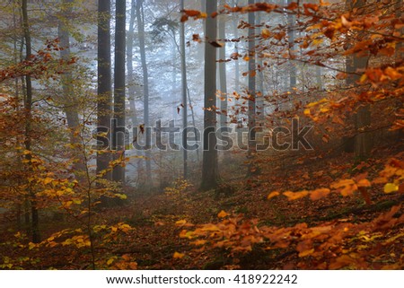 Similar – Foto Bild im Herbstwald Umwelt Natur