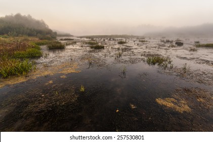 Mysterious Morning Time In Swamp Area. Landscape