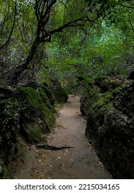 A Mysterious Path In The Forest