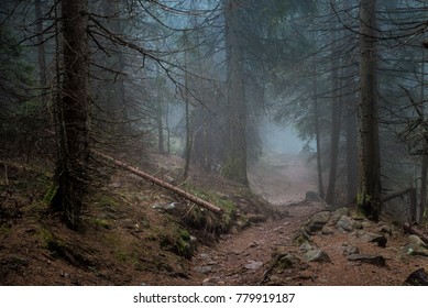 Mysterious path. Mysterious forest. Road in the forest. Misty forest. Enchanted forest. Fog in the woods. Dark woods.