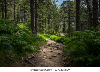 Mysterious path full of roots in the middle of wooden coniferous forrest, surrounded by green bushes and leaves and ferns found in Corse, France - Shutterstock ID 1171639609