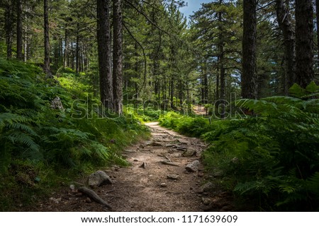 Mysterious path full of roots in the middle of wooden coniferous forrest, surrounded by green bushes and leaves and ferns found in Corse, France