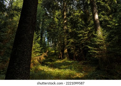 Mysterious Path Leading Into The Green Sunny Forest 