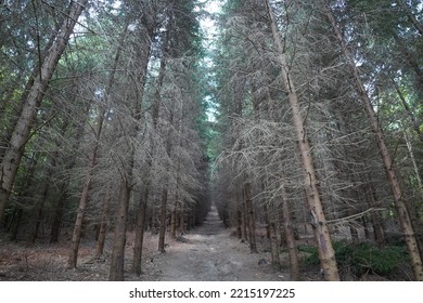 Mysterious Path Through The Forest