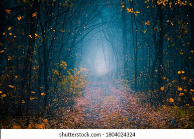 Mysterious pathway. Footpath in the dark, cold, foggy, autumn forest with high trees. Arch through the autumn misty forest with yellow leaves. - Powered by Shutterstock