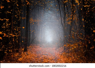 Mysterious pathway. Footpath in the dark, foggy, autumnal, misty forest with high trees. Arch through autumnal forest with yellow leaves.