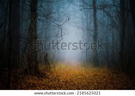 Mysterious pathway. Footpath in the dark, foggy, autumnal, misty forest with high trees. Arch through an autumn forest with yellow leaves.