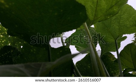 A mysterious post-rain view captured from beneath the thick, wide pumpkin leaves. The damp foliage filters the soft, grey light from the sky, casting gentle shadows and creating an almost secretive 