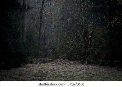 Mysterious Scary Forest Scenery